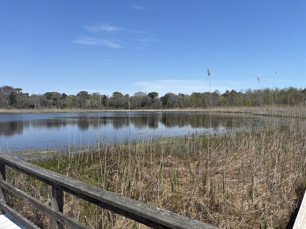The freshwater pond at Cape May Point State Park, a key habitat for migrating waterfowl and shorebirds